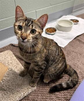 Domestic Short Hair Cats Available for Adoption - BEAN SPROUT | PetCurious