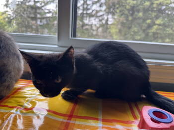 Rescue Domestic Short Hair Cats for Adoption in Walled Lake, Michigan - Gremlin | PetCurious