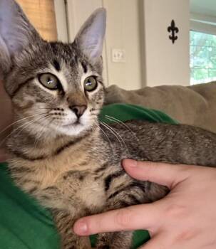 Bear -  Domestic Short Hair Cat for Adoption in Bossier City, Louisiana - Bear | PetCurious