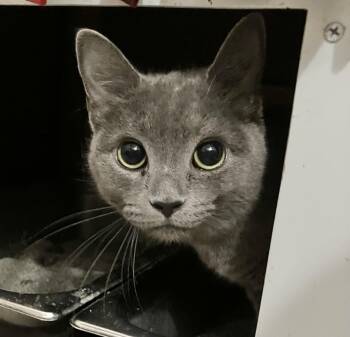 Bubbles -  Domestic Short Hair Cat for Adoption in Dublin, Ohio - Bubbles | PetCurious