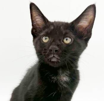 Refried Beans is beyond adorable - she