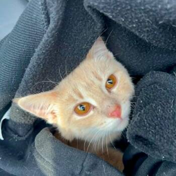 Domestic Short Hair Cats Available for Adoption in La Grange, Kentucky - Purrnado | PetCurious