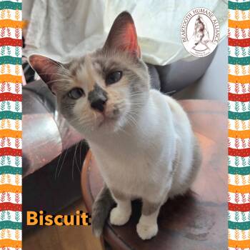 Rescue Domestic Short Hair Cats for Adoption in Red Lodge, Montana - Biscuit | PetCurious