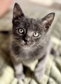 Rescue Domestic Short Hair and Russian Blue Cats for Adoption in Fort Worth, Texas - Nimbus (pre Adopt) | PetCurious