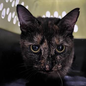 Celeste -  Domestic Short Hair Cat for Adoption in Summerville, South Carolina - Celeste | PetCurious