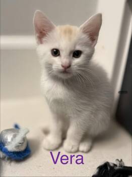 Vera -  Domestic Short Hair Cat for Adoption in Scottsdale, Arizona - Vera | PetCurious
