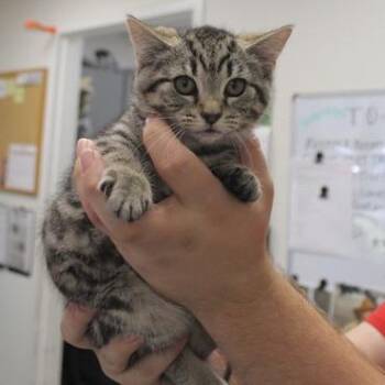 Opal -  Domestic Short Hair Cat for Adoption in Birmingham, Alabama - Opal | PetCurious