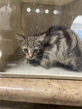 MAPLE -  Domestic Short Hair Cat for Adoption in Tallahassee, Florida - MAPLE | PetCurious