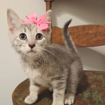 Owlet -  Domestic Short Hair Cat for Adoption in New Albany, Ohio - Owlet | PetCurious