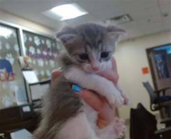 ENDORA -  Domestic Short Hair Cat for Adoption in Louisville, Kentucky - ENDORA | PetCurious