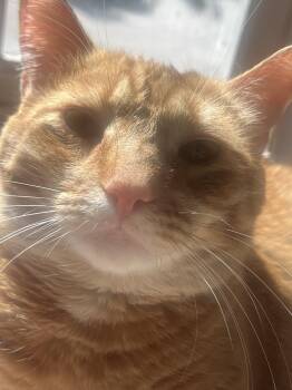 Matcha and Chai (bonded pair) -  Domestic Short Hair Cat for Adoption in Wheaton, Illinois - Matcha And Chai (bonded Pair) | PetCurious