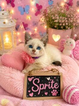 Sprite -  Siamese Cat for Adoption in Tavares, Florida - Sprite | PetCurious
