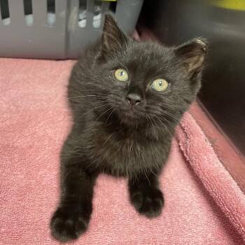 Baby Ruth -  Domestic Short Hair Cat for Adoption in Roanoke, Virginia - Baby Ruth | PetCurious