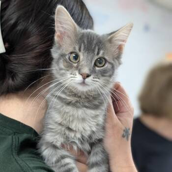 Kia -  Domestic Medium Hair Cat for Adoption in Canton, Illinois - Kia | PetCurious