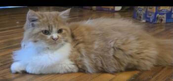 Norman -  Persian Cat for Adoption in Howell, Michigan - Norman | PetCurious