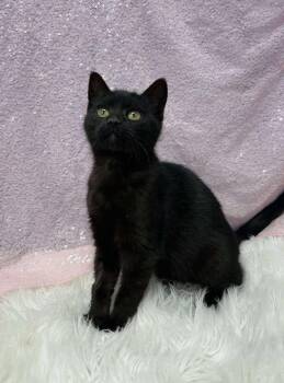 Domestic Short Hair Cats Available for Adoption - Cinder | PetCurious