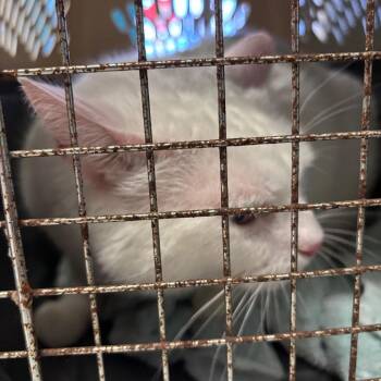 Domestic Short Hair Cats Available for Adoption - Sammie | PetCurious