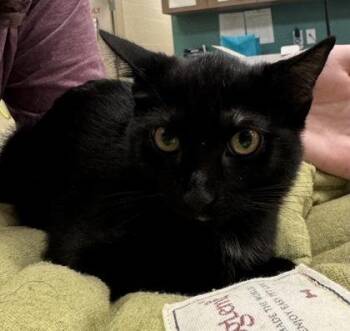 Josephine -  Domestic Short Hair Cat for Adoption in Fishers, Indiana - Josephine | PetCurious