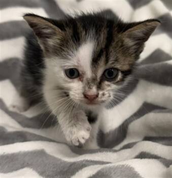 ROMAN -  Domestic Short Hair Cat for Adoption in Rosenberg, Texas - ROMAN | PetCurious