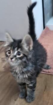 Domestic Medium Hair and Tabby Cats Available for Adoption in Elmwood Park, Wisconsin - Cillian | PetCurious