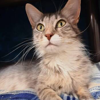 Ash -  Domestic Medium Hair Cat for Adoption in Las Vegas, Nevada - Ash | PetCurious