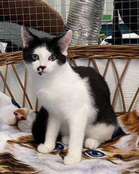 Rescue Tuxedo Cats for Adoption in Stanstead, Quebec - Twix | PetCurious