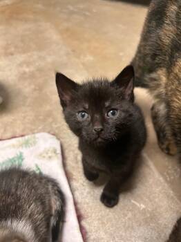 Domestic Short Hair Cats Available for Adoption in Minot, North Dakota - Frost | PetCurious