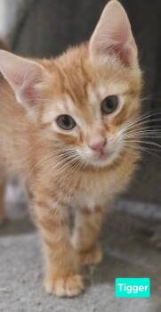 Rescue Domestic Short Hair Cats for Adoption in Plano, Texas - Tigger | PetCurious