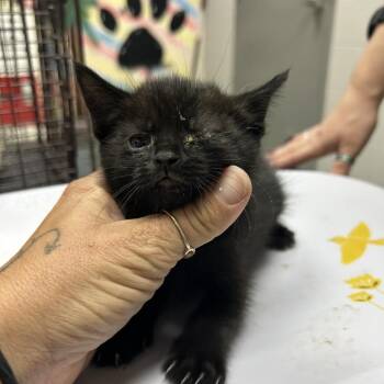 Pinky -  Domestic Short Hair Cat for Adoption in Lufkin, Texas - Pinky | PetCurious