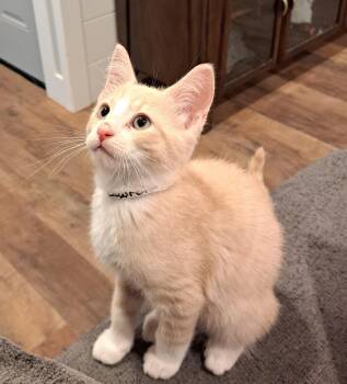 Lawrence 12wks -  Tabby Cat for Adoption in London, Ontario - Lawrence 12wks | PetCurious