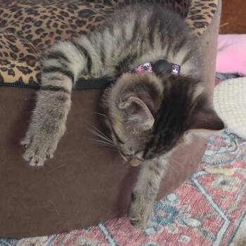 Domestic Short Hair and Siamese Cats Available for Adoption in Huntsville, Alabama - Princess Donut | PetCurious