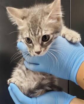 ALMA -  Domestic Short Hair Cat for Adoption in San Bernardino, California - ALMA | PetCurious