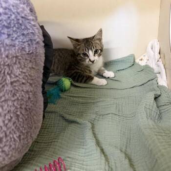 Kyle -  Domestic Short Hair Cat for Adoption in Buellton, California - Kyle | PetCurious