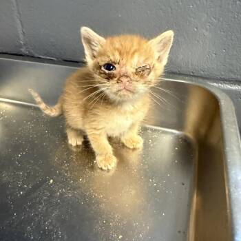 Domestic Short Hair Cats Available for Adoption in Tuscaloosa, Alabama - TUSC-Stray-84555_2_3_4 | PetCurious