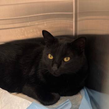 Meelo -  Domestic Short Hair Cat for Adoption in Tampa, Florida - Meelo | PetCurious