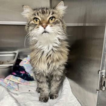 Princess -  Domestic Long Hair Cat for Adoption in Canton, Illinois - Princess | PetCurious
