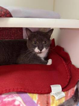 Boots -  Domestic Short Hair Cat for Adoption in Reisterstown, Maryland - Boots | PetCurious