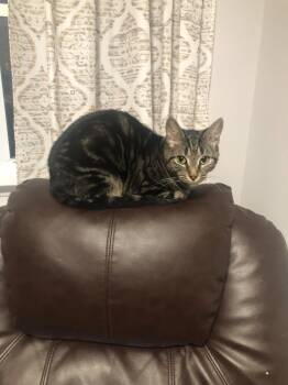 Rescue Domestic Short Hair Cats for Adoption in Greenville, South Carolina - Echo JN | PetCurious