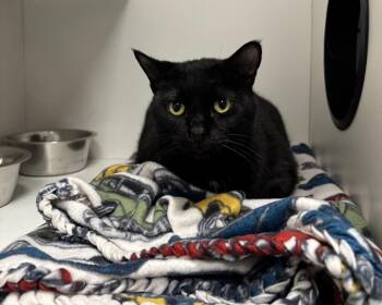 Rescue Domestic Short Hair Cats for Adoption in Frankfort, Kentucky - Tippy | PetCurious