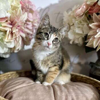 Rescue Domestic Short Hair Cats for Adoption in Newberg, Oregon - Raja | PetCurious