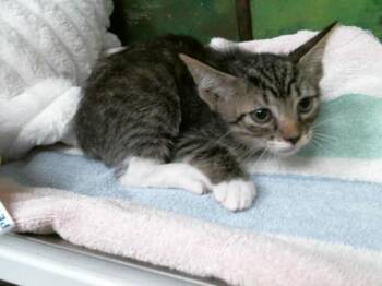 Domestic Short Hair Cats Available for Adoption in Houston, Texas - SPRINKLES | PetCurious