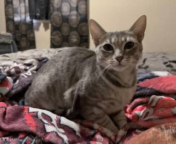 Domestic Short Hair Cats Available for Adoption in Warner Robins, Georgia - Tammy Wynette | PetCurious