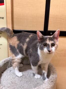 Chloe -  Domestic Short Hair Cat for Adoption in Rowlett, Texas - Chloe | PetCurious