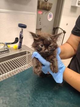 Star -  Domestic Long Hair and Domestic Short Hair Cat for Adoption in Gastonia, North Carolina - Star | PetCurious