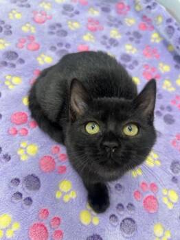 Kayla -  Domestic Medium Hair Cat for Adoption in Denham Springs, Louisiana - Kayla | PetCurious