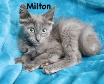 Milton -  Nebelung and Maine Coon Cat for Adoption in St. Augustine, Florida - Milton | PetCurious
