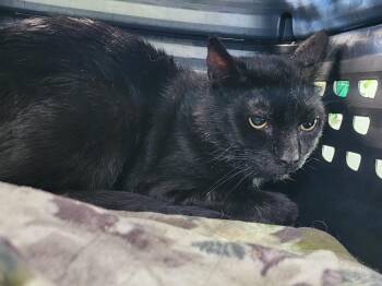 Beignet -  Domestic Short Hair Cat for Adoption in Cary, North Carolina - Beignet | PetCurious