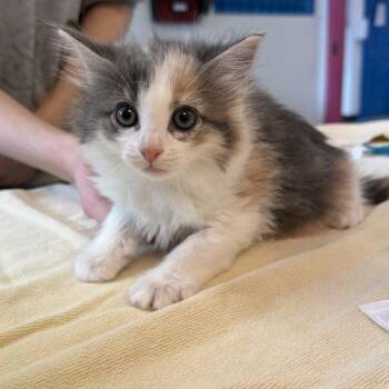 Domestic Short Hair Cats Available for Adoption in Austin, Texas - Finx 5 | PetCurious