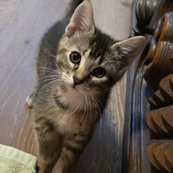 Connie -  Domestic Short Hair Cat Available for Adoption in Rochester, Minnesota - Connie | PetCurious