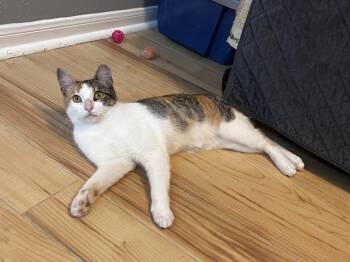 Holly -  Calico Cat for Adoption in Houston, Texas - Holly | PetCurious
